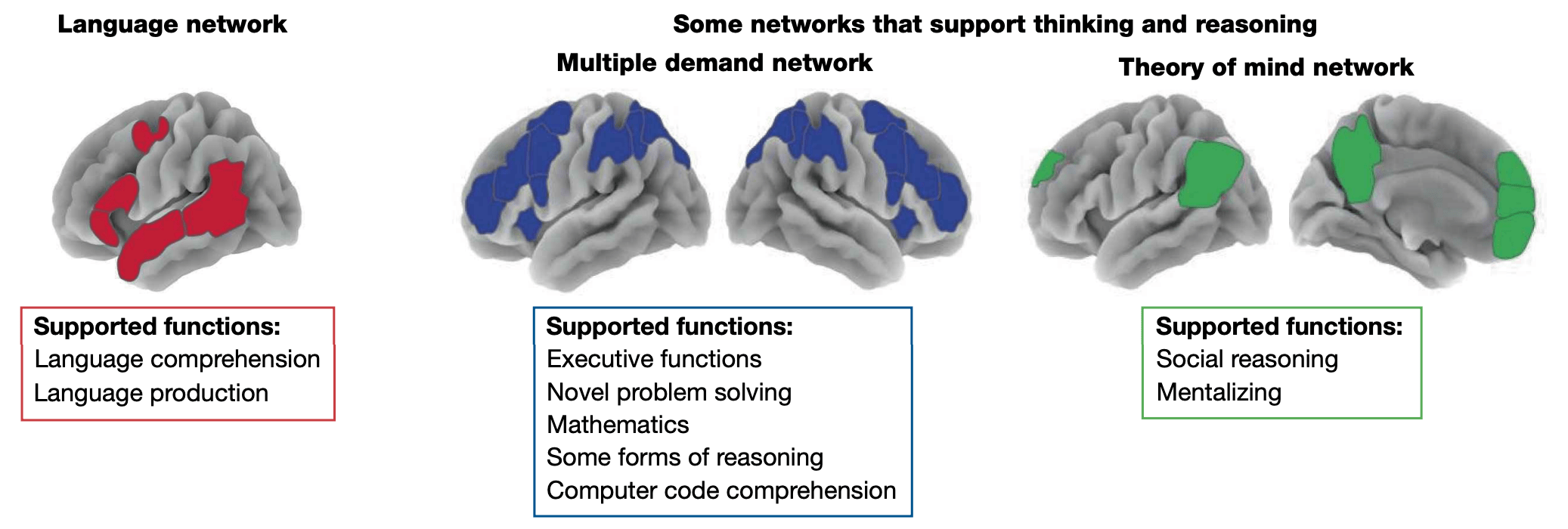 A set of images of the brain, with different parts lighting up, labeled “language network,” “multiple demand network,” and “theory of mind network,” all of which support different functions.